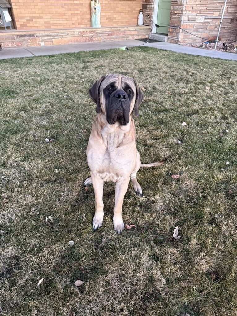 AKC Purebred English Mastiff Stud (Experienced)