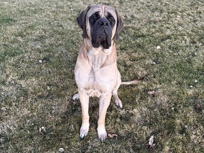 AKC Purebred English Mastiff Stud (Experienced)