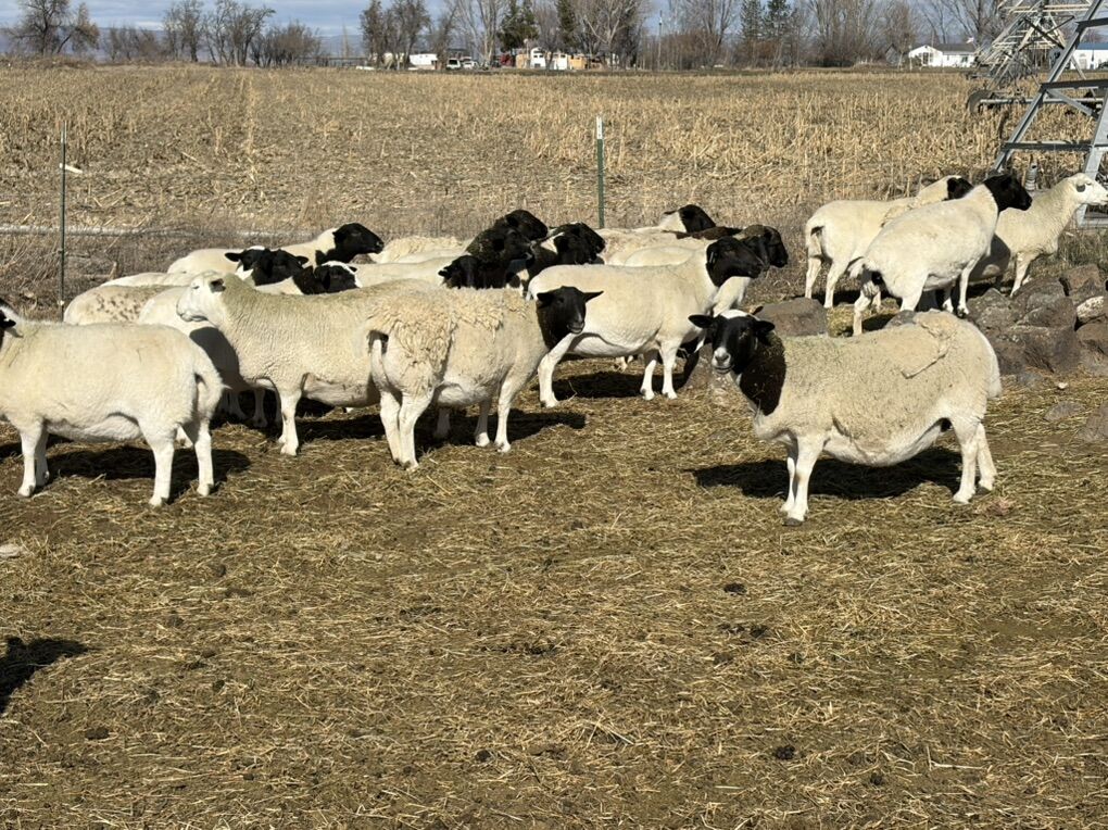 Dorper Ewes