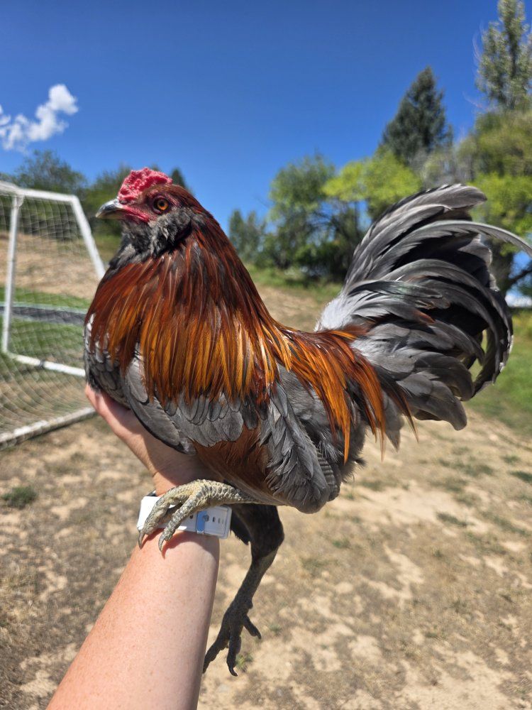 Bantam Americauna Rooster - Blue Red Feathering