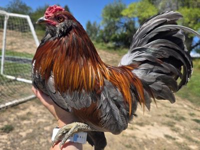 Bantam Americauna Rooster - Blue Red Feathering