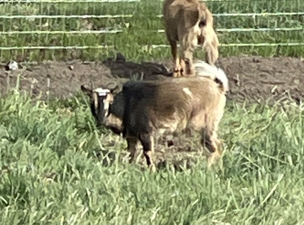 80 lb Nigerian Dwarf Wether Yearling - Feeder, Grazer, Companion Goat.