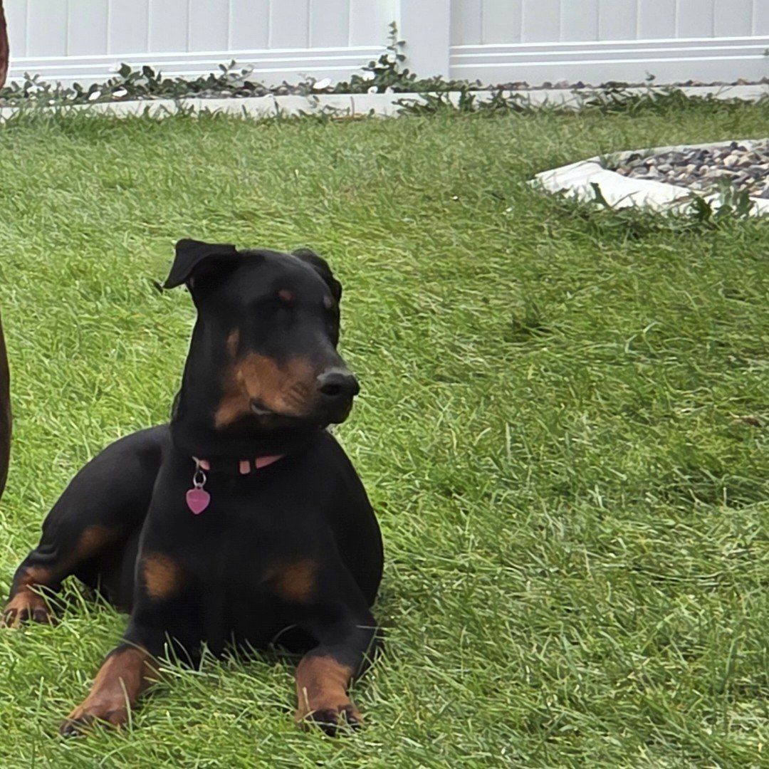 Purebred Female Doberman