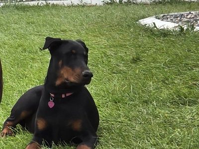 Purebred Female Doberman
