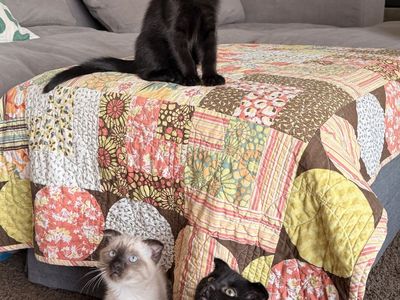 Adorable Scottish Fold Kittens - 2 Black Females, 1 Siamese Female - Litter Trained & Socialized