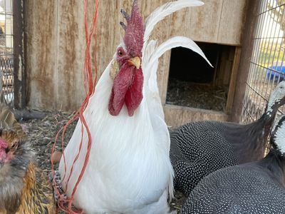 Rooster For Sale