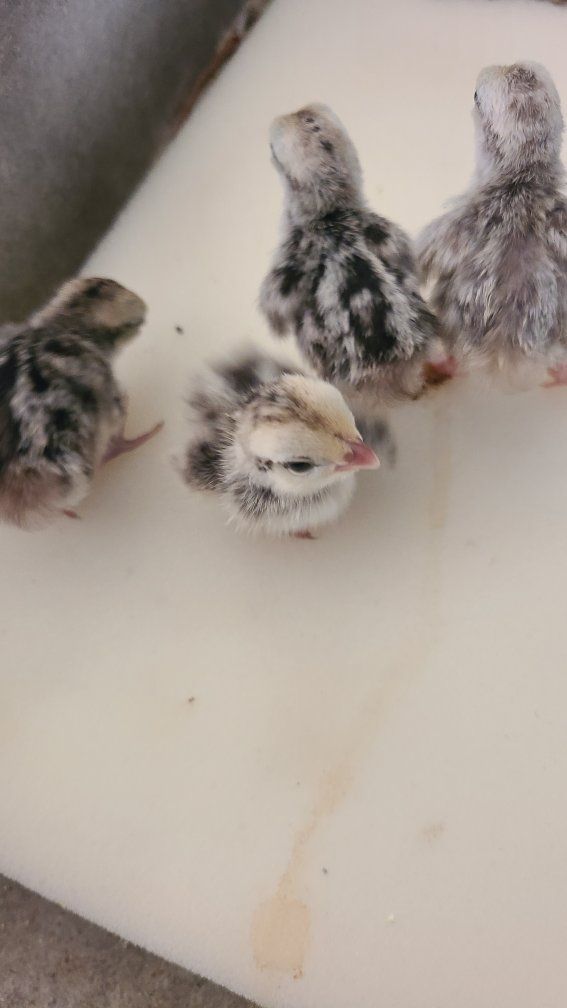 Snowflake bobwhite quail