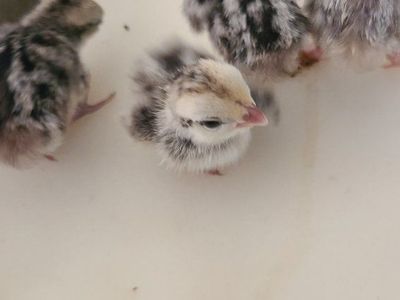Snowflake bobwhite quail