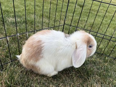 Holland lop buck purebred