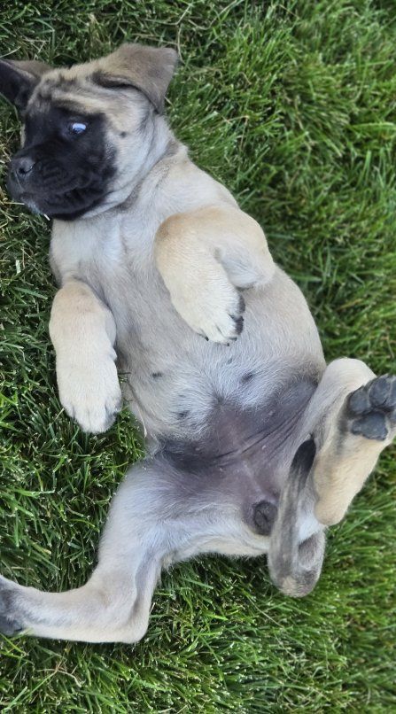 Beautiful English Mastiff Puppies for Sale!!