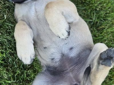 Beautiful English Mastiff Puppies for Sale!!
