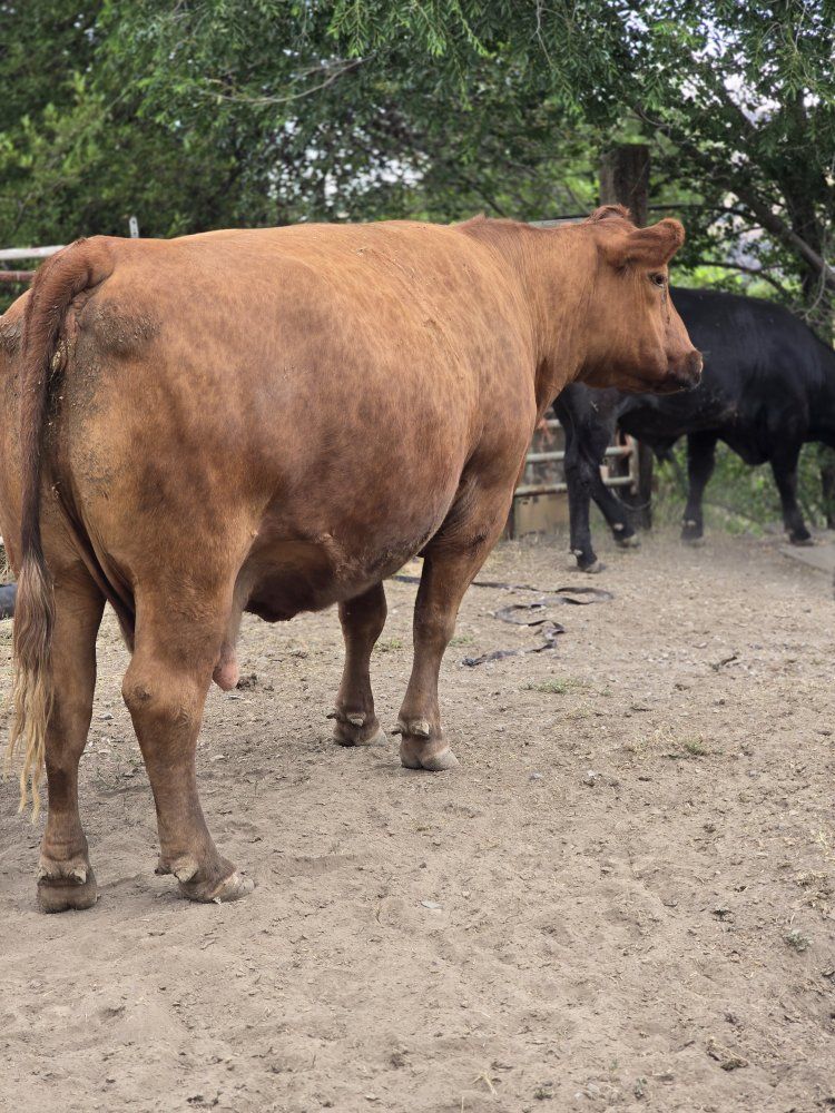 Red Angus cow