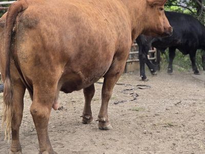 Red Angus cow