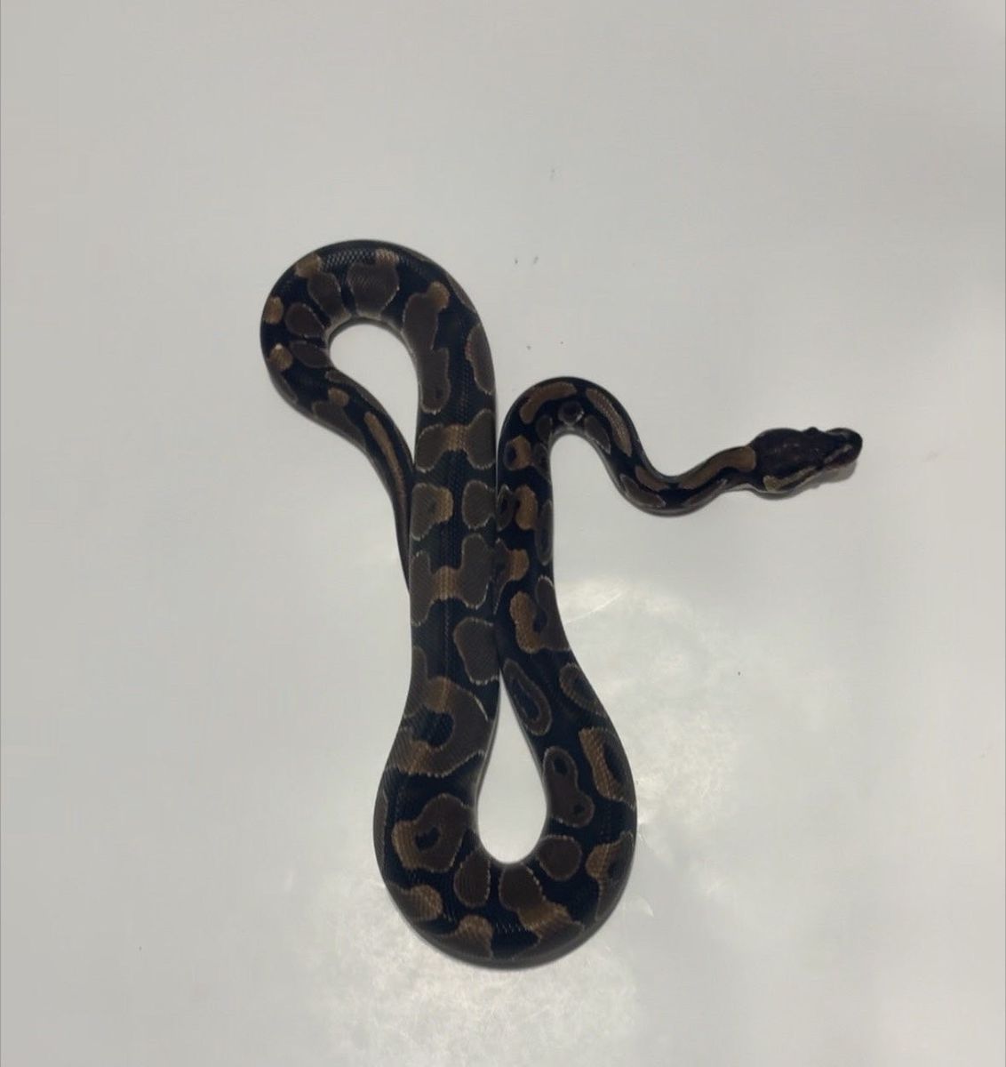 Pet Snake / Reptile #1