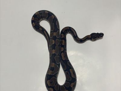Pet Snake / Reptile #1
