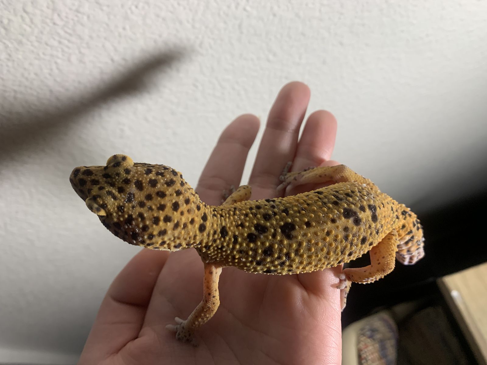 leopard gecko ready for a new home