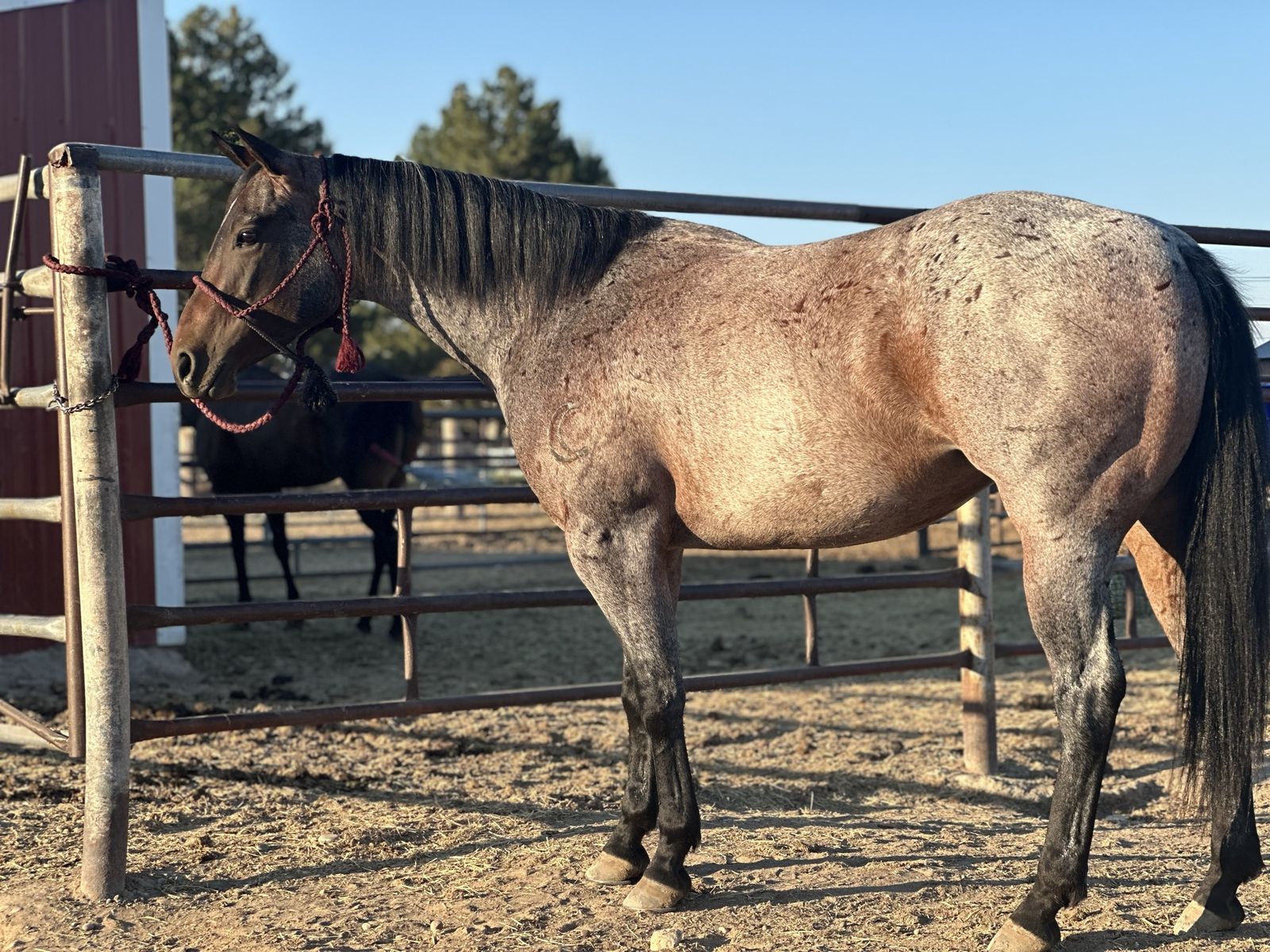 6 year old mare