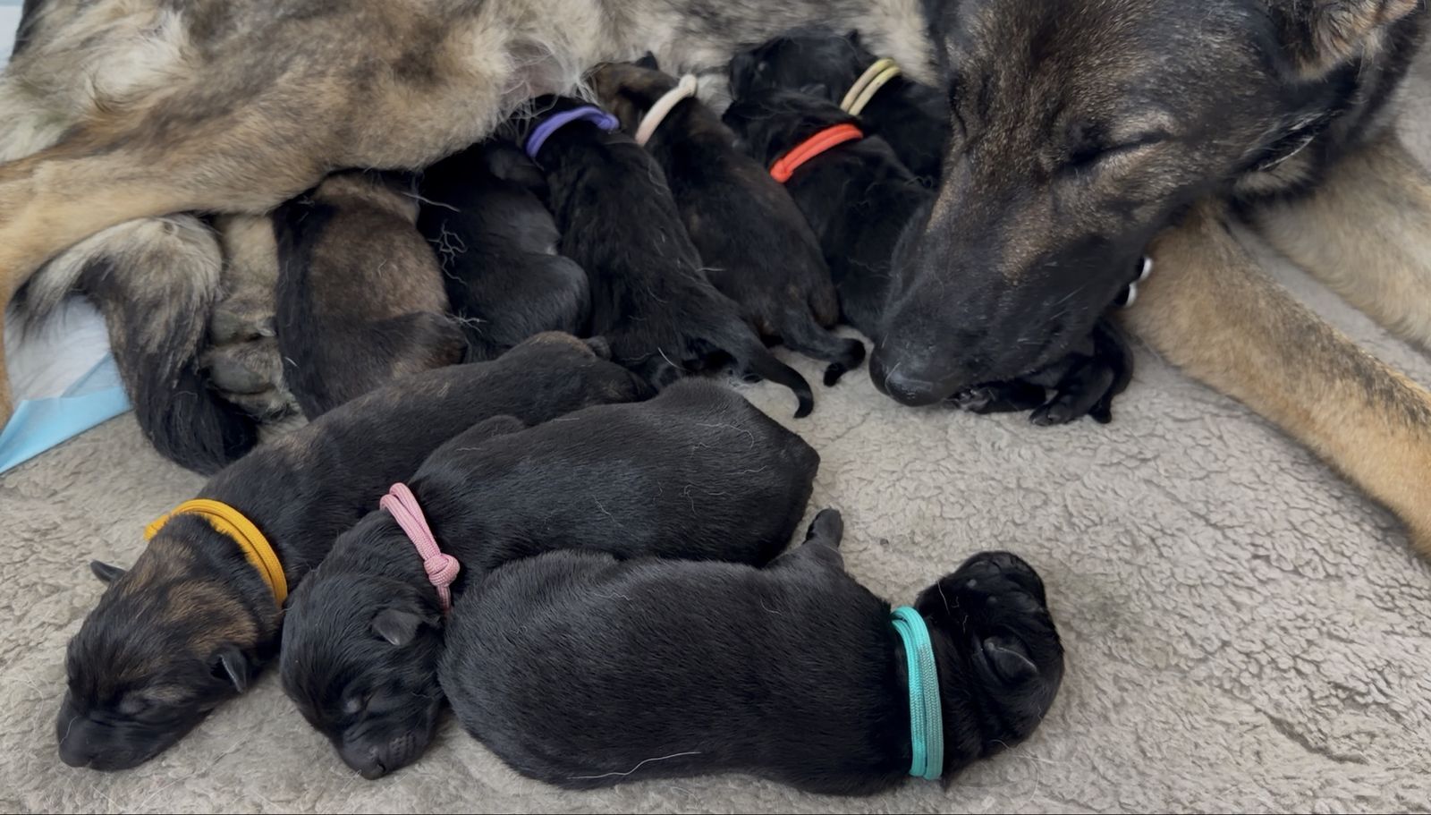 AKC German Shepherds - Upcoming Litters