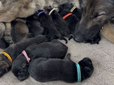 AKC German Shepherds - Upcoming Litters