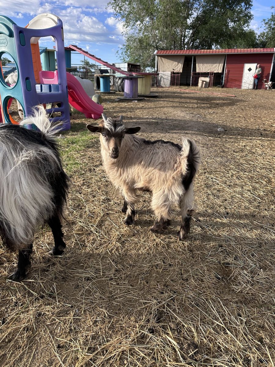 Two silky fainters goats for sale