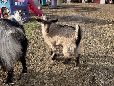 Two silky fainters goats for sale