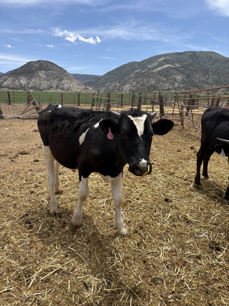 2Holstein Steers, two jerseys
