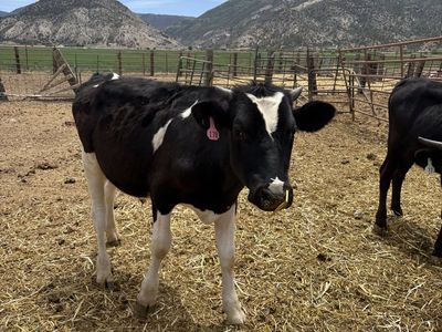 2Holstein Steers, two jerseys