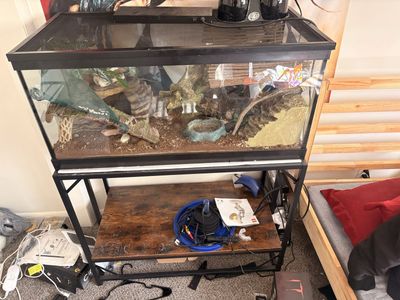 40 Gallon Tank + lamps + table + accessories
