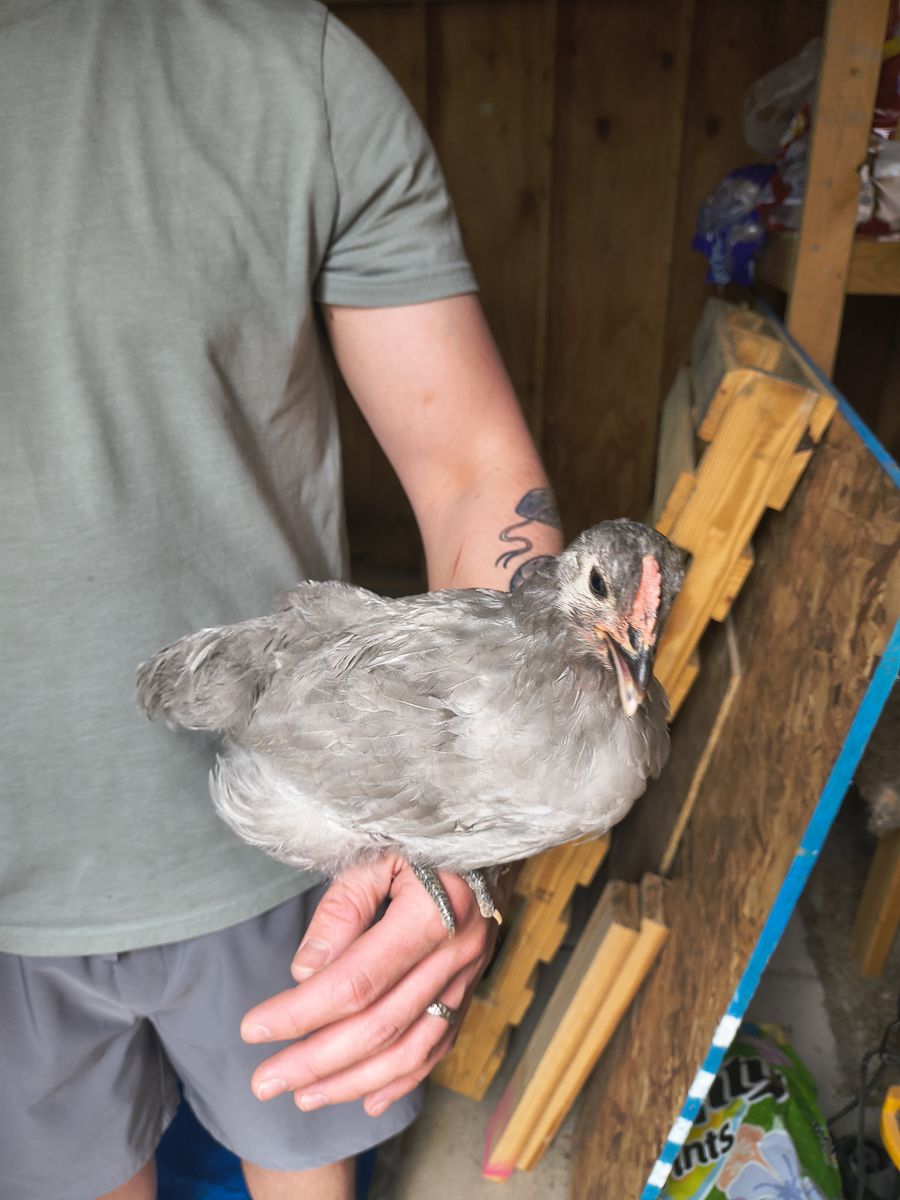Lavender Orpington Cockerel