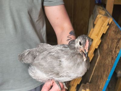 Lavender Orpington Cockerel