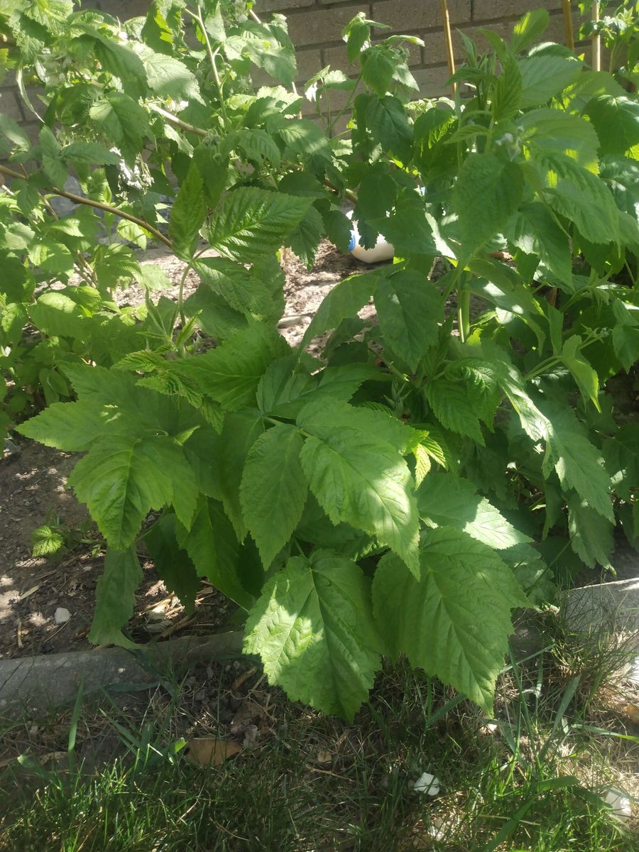 Raspberry Sprouts