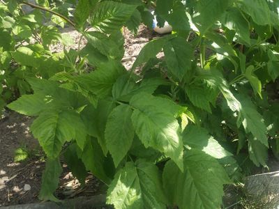 Raspberry Sprouts