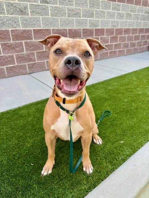 Available for Adoption! A161513 Mac!