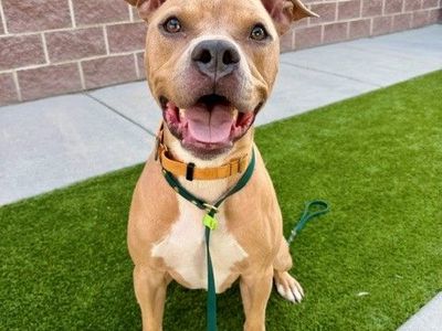 Available for Adoption! A161513 Mac!