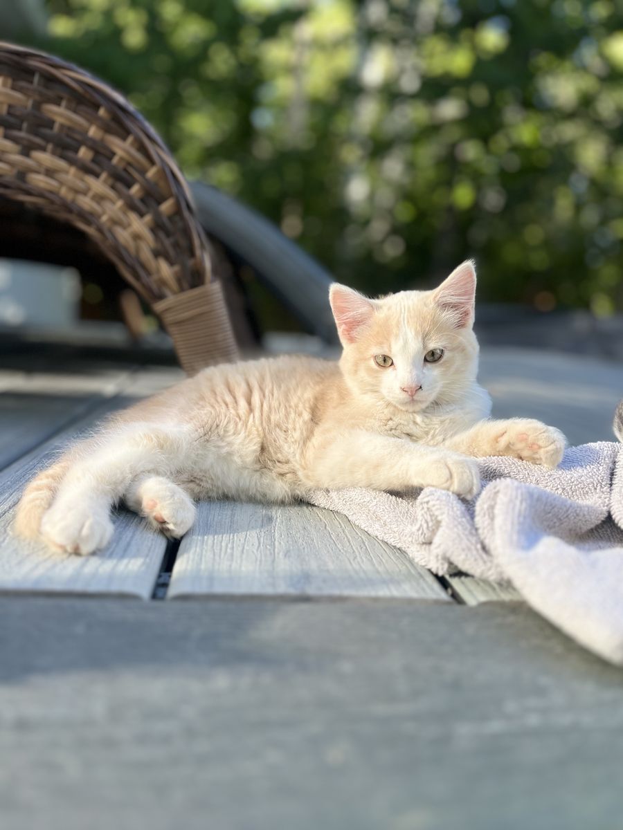 11 week old  male kittens