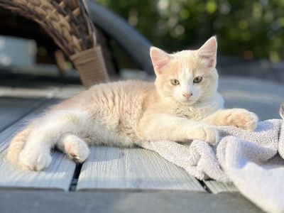 11 week old male kittens