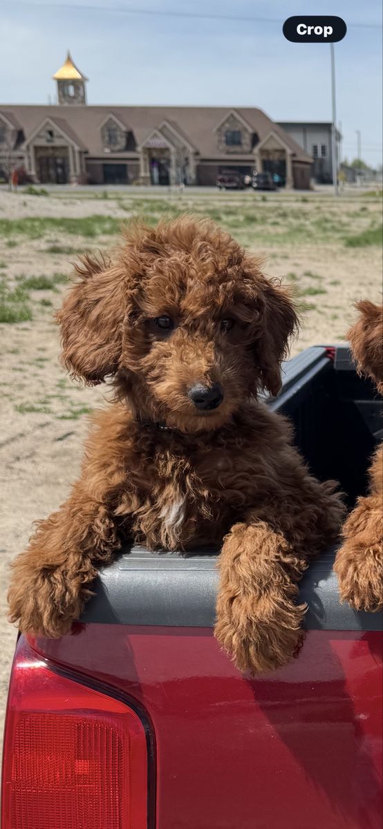 AKC Moyen Poodle Puppy – Last One Left!