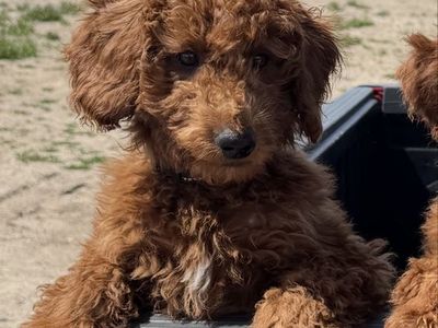 AKC Moyen Poodle Puppy – Last One Left!