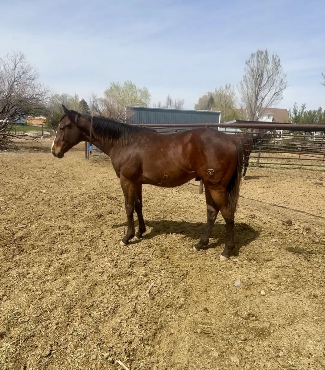 Yearling stud colt by 4 million dollar sire