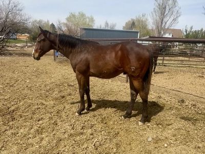 Yearling stud colt by 4 million dollar sire