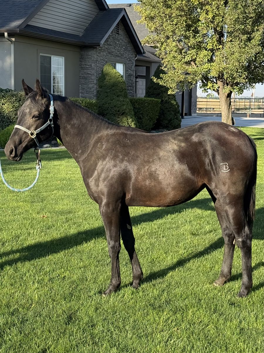 2024 AQHA Black Filly