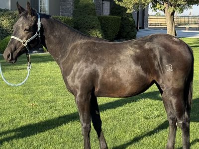 2024 AQHA Black Filly