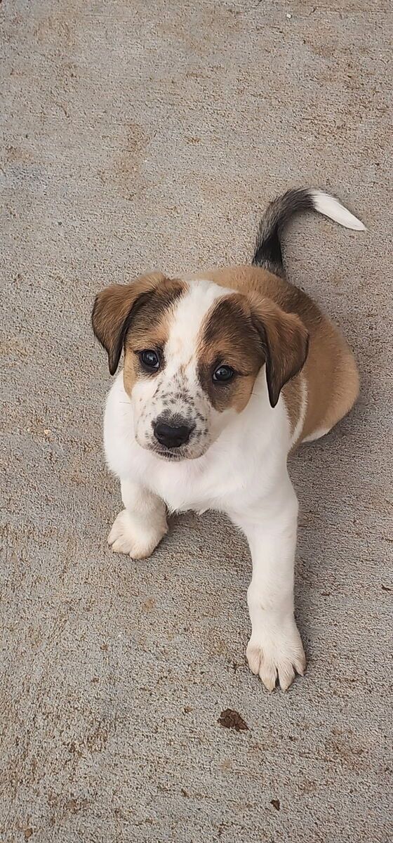 Basenji mix puppies -  2 Females & 1 Male - Looking for their forever homes!