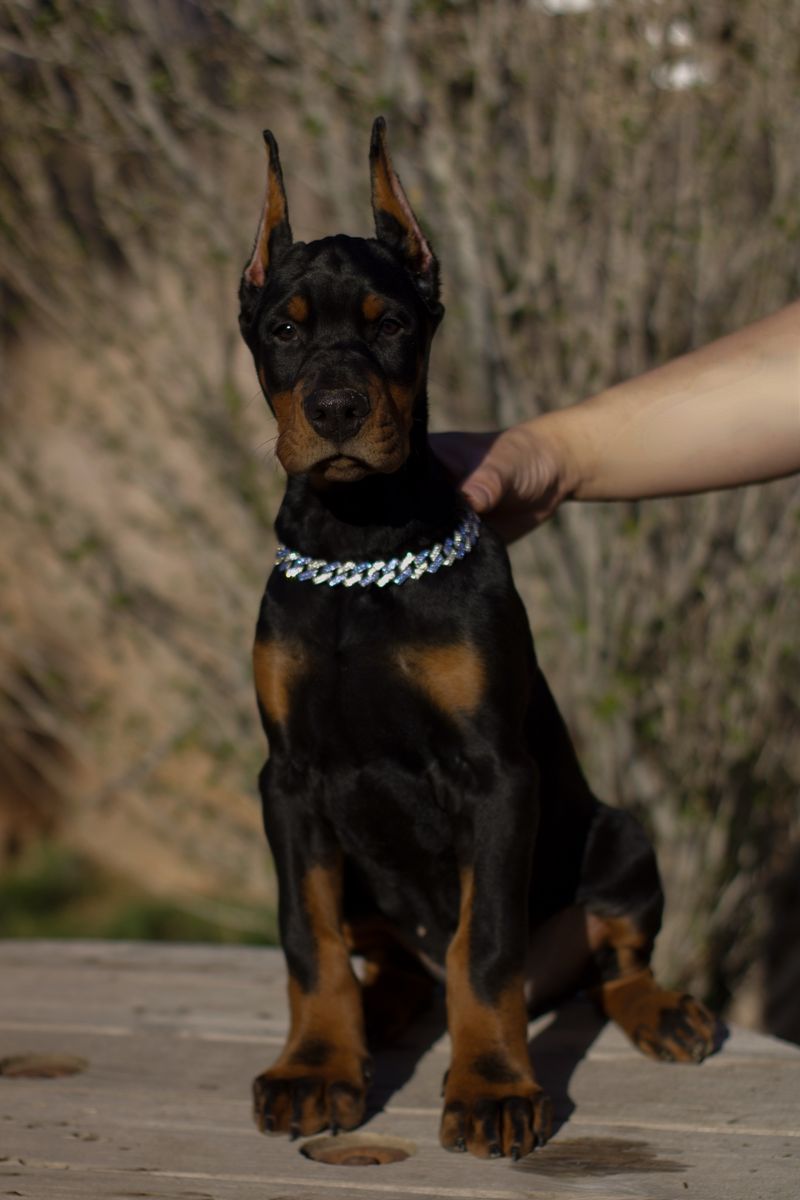 European Doberman Puppies