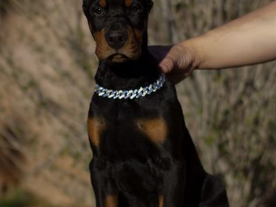 European Doberman Puppies