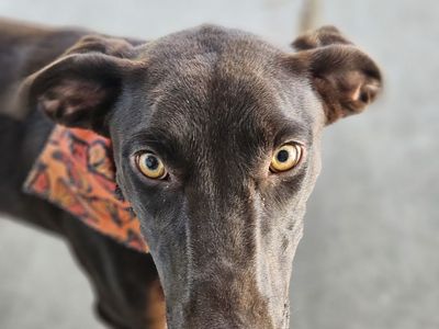 1 year old female kelpie up for adoption