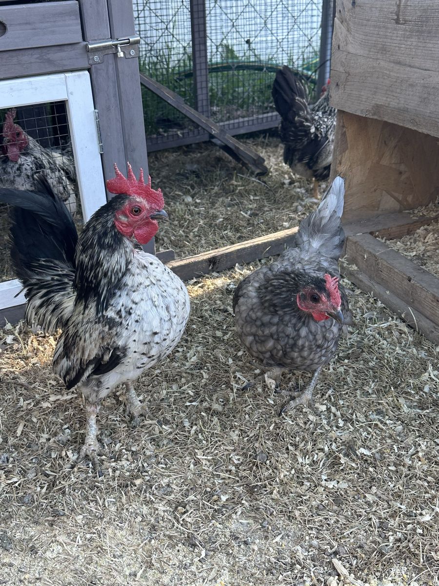 Serama chickens, chicks, and eggs