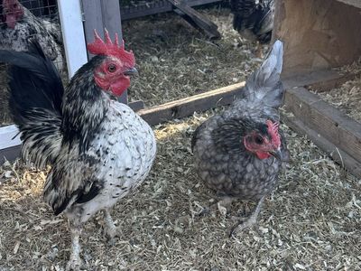 Serama chickens, chicks, and eggs