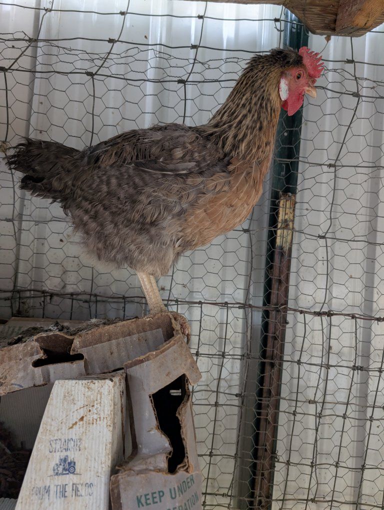 Blue Laying chickens