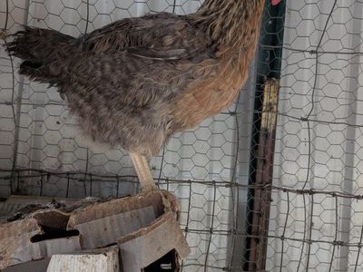 Blue Laying chickens